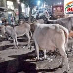 सर्वोदय चौराहा,कॉलेज तिराहा,महवीर चौक और कच्चा रोड पर आवारा पशुओं का जमावड़ा,दुर्घटना की आशंका