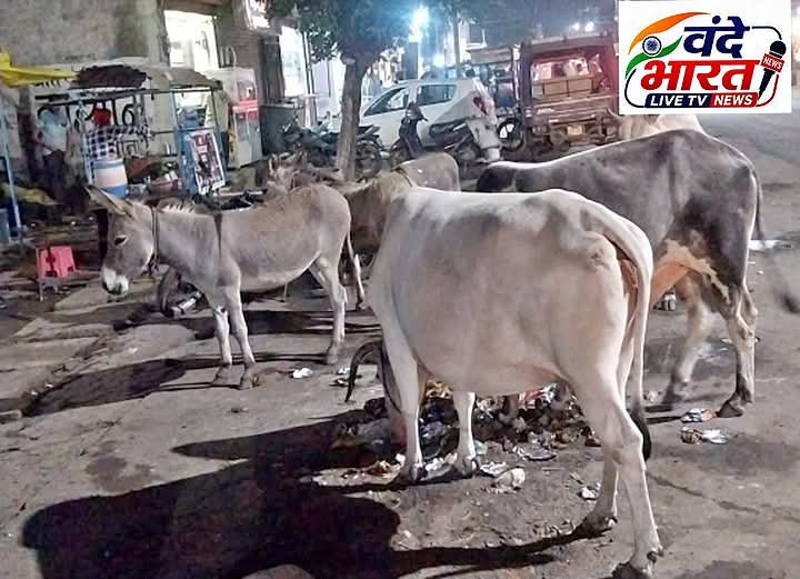 सर्वोदय चौराहा,कॉलेज तिराहा,महवीर चौक और कच्चा रोड पर आवारा पशुओं का जमावड़ा,दुर्घटना की आशंका
