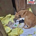 CMHO कार्यालय में फाइलों के बीच कुतिया ने दिए 6 पिल्लों को जन्म,24 घंटे बाद भी नहीं हटे कुतिया और उसके बच्चे, दफ्तर की व्यवस्थाओं पर उठे सवाल, कलेक्टर ने CMHO को लगाई फटकार