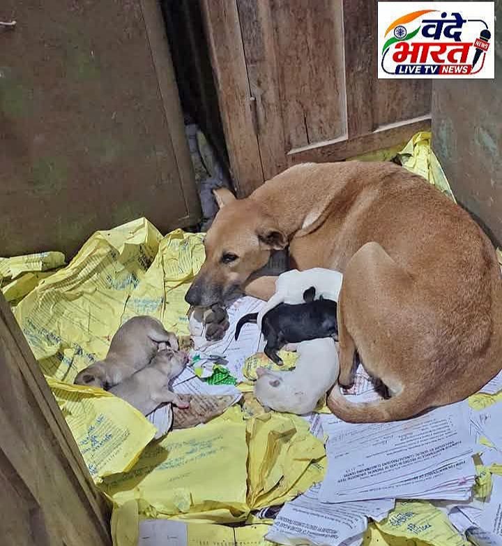 CMHO कार्यालय में फाइलों के बीच कुतिया ने दिए 6 पिल्लों को जन्म,24 घंटे बाद भी नहीं हटे कुतिया और उसके बच्चे, दफ्तर की व्यवस्थाओं पर उठे सवाल, कलेक्टर ने CMHO को लगाई फटकार