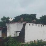 टीकमगढ़ जिले के पलेरा तहसील में बंदरों द्वारा किया जा रहा उपद्रव