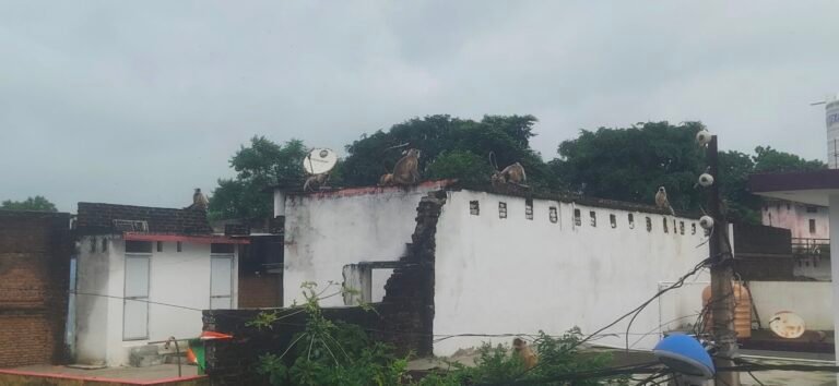 टीकमगढ़ जिले के पलेरा तहसील में बंदरों द्वारा किया जा रहा उपद्रव