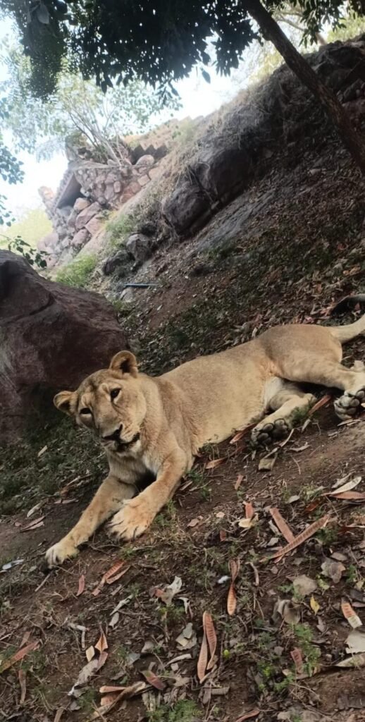 माचिया जैविक उद्यान की 14 वर्षीय शेरनी का निधन 1 माचिया जैविक उद्यान की 14 वर्षीय शेरनी का निधन - JODHPUR, राजस्थान