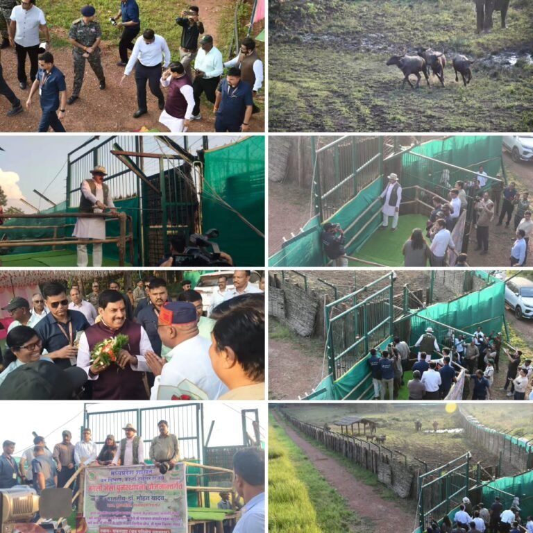 बालाघाट जिले के टाइगर रिजर्व के सूपखार में 100 साल बाद जंगली भैंसों की वापसी, मुख्यमंत्री डॉ. यादव ने बड़े बाड़े में किया स्थानांतरित