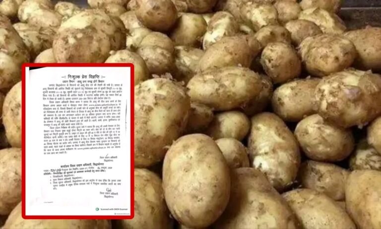 सिद्धार्थनगर में आलू किसानों को मिलेगा उन्नत बीज, 80 दिन में तैयार होगी फसल