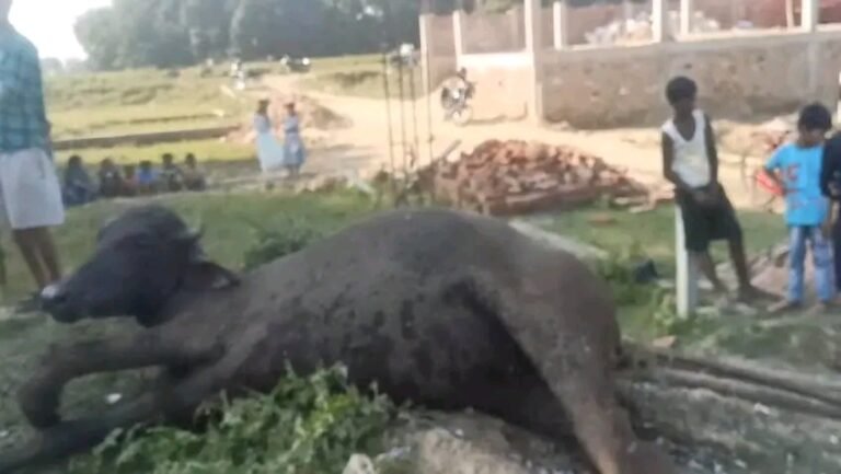 सिद्धार्थनगर में पटाखों में जोरदार विस्फोट, भैंस घायल; मौके से बारूद और पटाखा बनाने का सामान बरामद