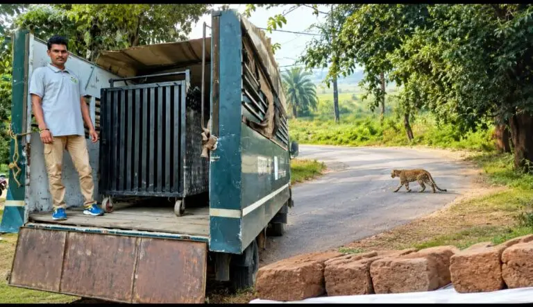 CG ब्रेकिंग : खूंखार तेंदूए का आतंक,7 ग्रामीणों पर किया हमला,3 की हालात गम्भीर! पहले बहीगांव में सड़क पार करते दिखा, फिर कारीपानी और बस्तर बुडरा एक बाद एक 7 लोगों पर….