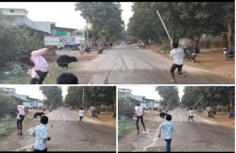 CG : अभी… अभी : तेंदुए के बाद अब भालू की धमक ! इस गांव के बस्ती में घुसा भालू, लोगों के शोरगुल के बाद जंगल की ओर भागा, ग्रामीणों ने…
