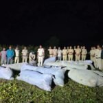रतलाम ग्रामीण शासकीय भूमि पर अवैध गांजे की खेती का रतलाम पुलिस ने किया भंडाफोड़