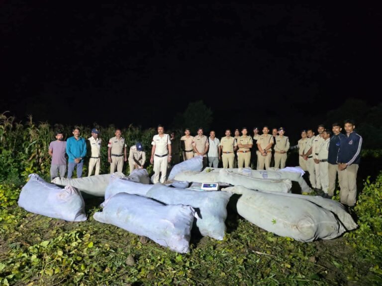 रतलाम ग्रामीण शासकीय भूमि पर अवैध गांजे की खेती का रतलाम पुलिस ने किया भंडाफोड़