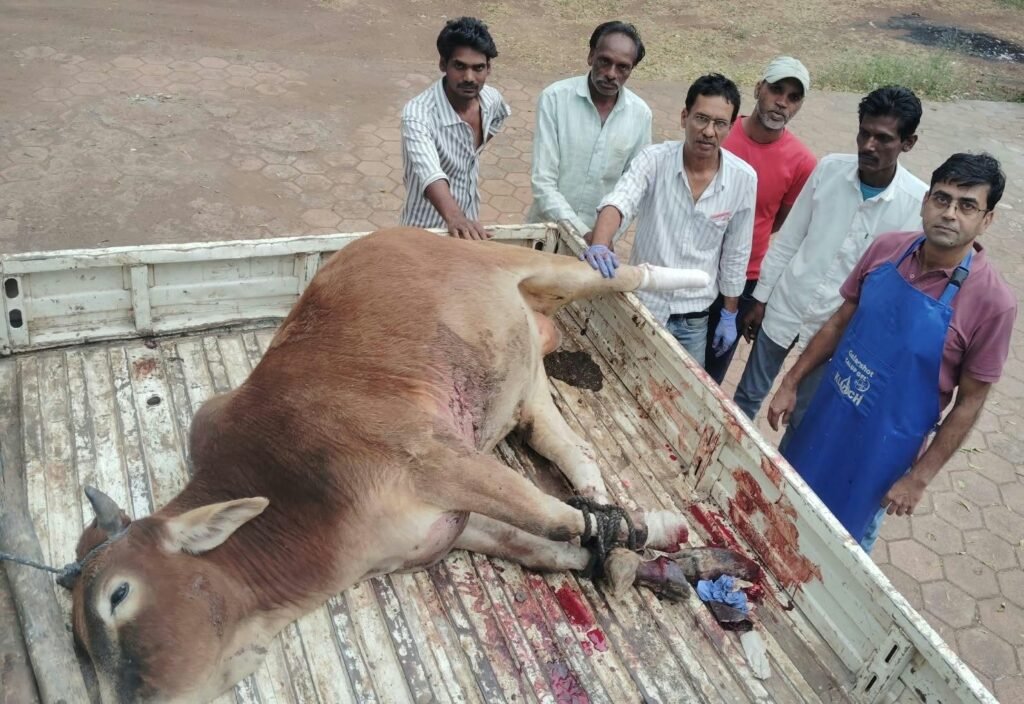 जिला रिपोर्टर सुरेश चौहान आगर मालवा मध्य प्रदेश सड़क हादसे में गंभीर घायल गोवंश को मिला नया जीवन, डॉक्टरों ने किया सफल ऑपरेशन नगर पालिका और पशु चिकित्सा विभाग की तत्परता आई काम, घा - आगर-मालवा, मध्य प्रदेश
