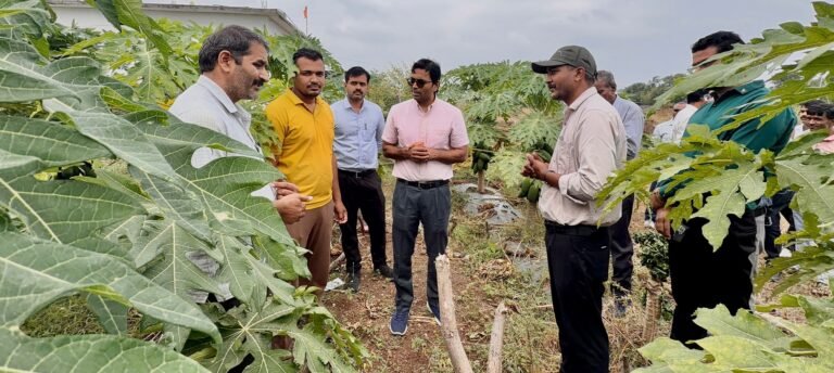 जिला रिपोर्टर सुरेश चौहान आगर मालवा मध्य प्रदेश ड्रिप-मल्चिंग से पपीते की खेती बनी मुनाफे का मॉडल, 700 पौधों से 8.5 लाख तक शुद्ध लाभ की उम्मीद कलेक्टर डॉ. मीना ने बोरखेड़ी पहुंचकर