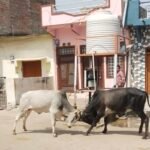 भटवाड़ा मोहल्ले में सड़क पर घूम रहे गोवंश से राहगीरों में डर, गौशाला भेजने की मांग