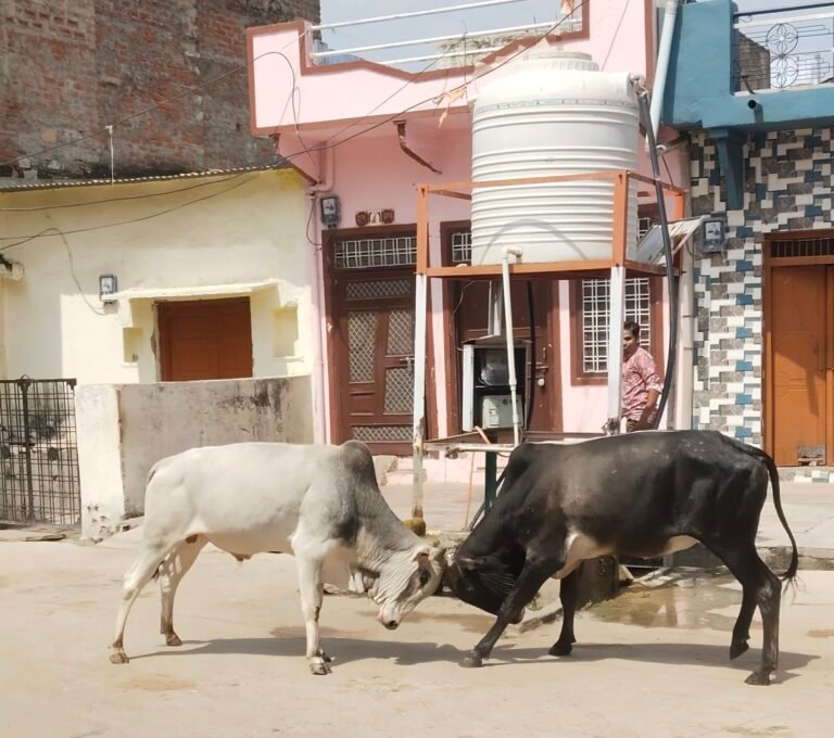 भटवाड़ा मोहल्ले में सड़क पर घूम रहे गोवंश से राहगीरों में डर, गौशाला भेजने की मांग