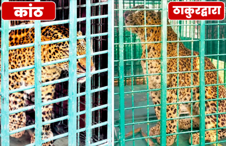 कांठ और ठाकुरद्वारा तहसीलों में दो तेंदुए पिंजरों में कैद, दोनों को डियर पार्क ले गई वन विभाग की टीम