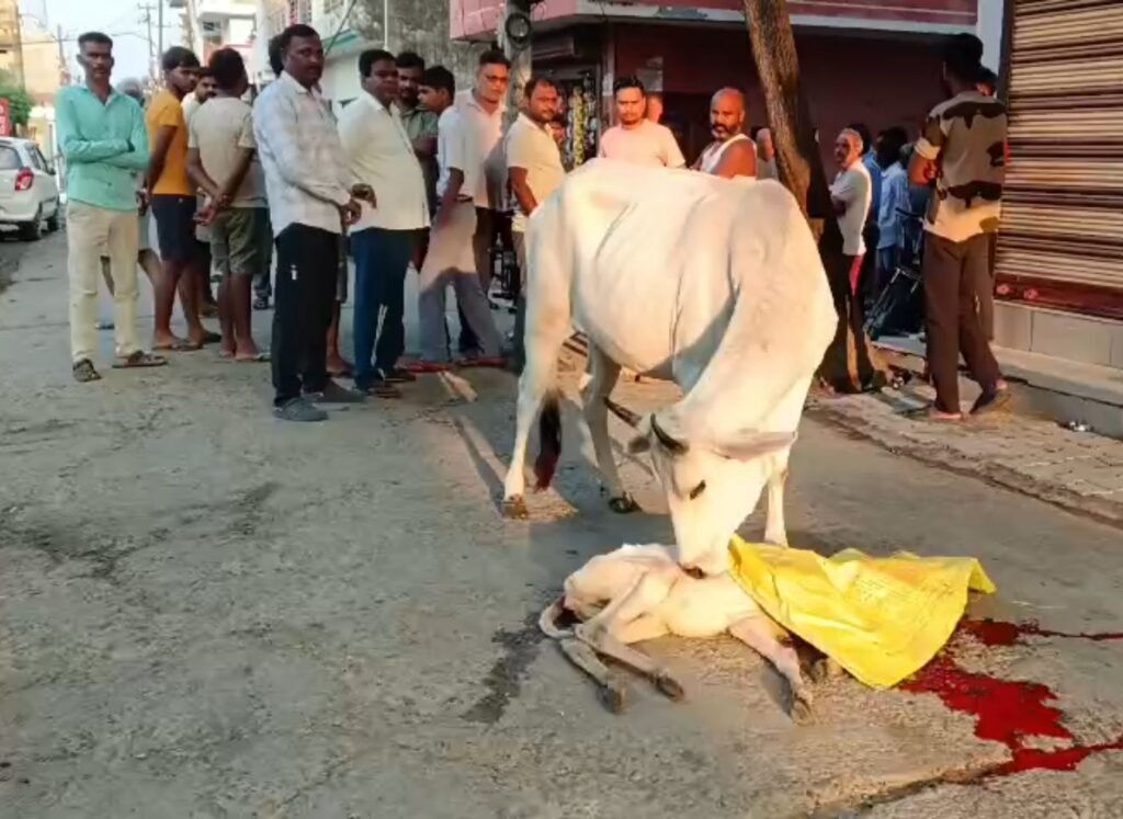 स्कॉर्पियो से कुचल कर गोवंश की मौत गोवंश पशु का पोस्टमार्टम कराकर नगर पालिका की मदद कराया गया अंतिम संस्कार 1 स्कॉर्पियो से कुचल कर गोवंश की मौत गोवंश पशु का पोस्टमार्टम कराकर नगर पालिका की मदद कराया गया अंतिम संस्कार - KHERI, उत्तर प्रदेश