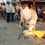 स्कॉर्पियो से कुचल कर गोवंश की मौत गोवंश पशु का पोस्टमार्टम कराकर नगर पालिका की मदद कराया गया अंतिम संस्कार