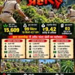 • ग्राम कलमोड़ा में अवैध गांजा खेती का पर्दाफाश — तीन प्रकरणों में 15,609 पौधे जब्त