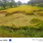 पत्थलगांव में बेमौसम बारिश से धान की फसल तबाह, किसानों की बढ़ी चिंता