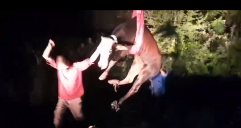 भोजपुरी टोल प्लाजा के पास गंदे नाले में गिरा घायल नंदी, गौ सेवा धाम के संचालक मनीष कौशिक व NHAI टीम ने किया रेस्क्यू
