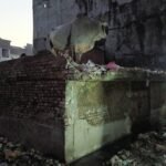 नोएडा के भंगेल सलारपुर स्थित भट्ठा कालोनी में खाली घर के छत पर सांड चढ़ गया