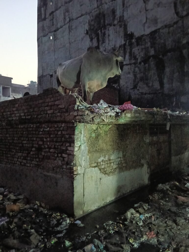 नोएडा के भंगेल सलारपुर स्थित भट्ठा कालोनी में खाली घर के छत पर सांड चढ़ गया 1 नोएडा के भंगेल सलारपुर स्थित भट्ठा कालोनी में खाली घर के छत पर सांड चढ़ गया - GAUTAM BUDDHA NAGAR, उत्तर प्रदेश