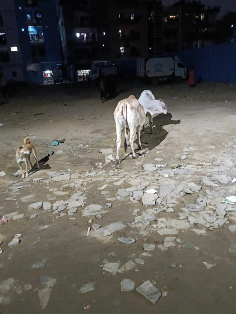 नोएडा के भंगेल सलारपुर स्थित भट्ठा कालोनी में सांड का आतंक 1 नोएडा के भंगेल सलारपुर स्थित भट्ठा कालोनी में सांड का आतंक - GAUTAM BUDDHA NAGAR, उत्तर प्रदेश