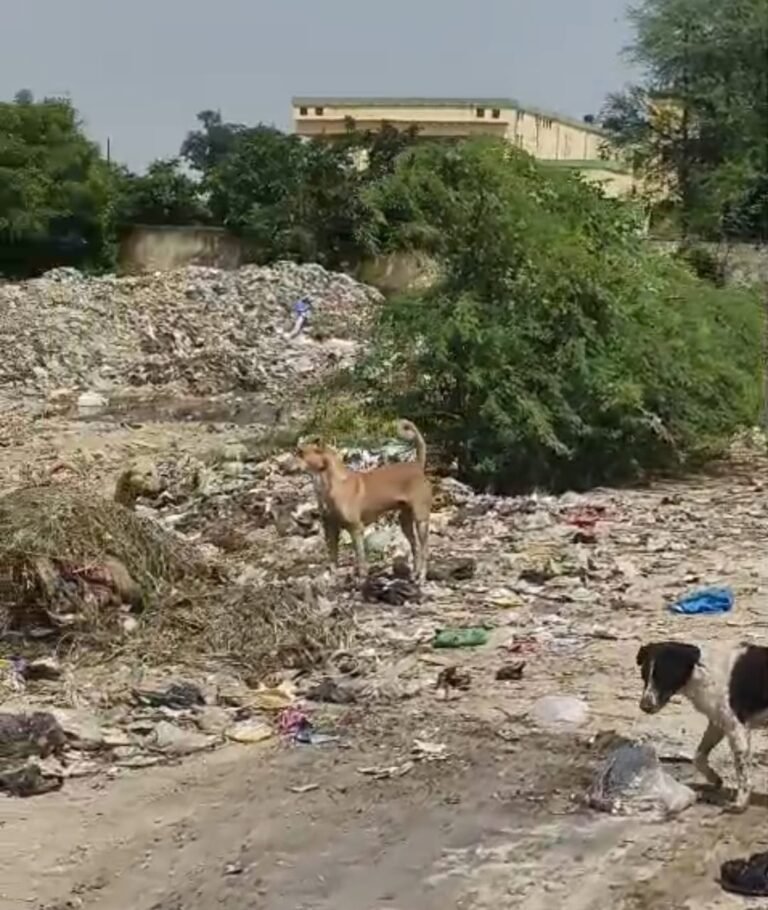 ‘स्वच्छ भारत मिशन’ की धज्जियां, आवारा पशुओं की तड़प और संक्रामक बीमारियों के साए में आम जनजीवन