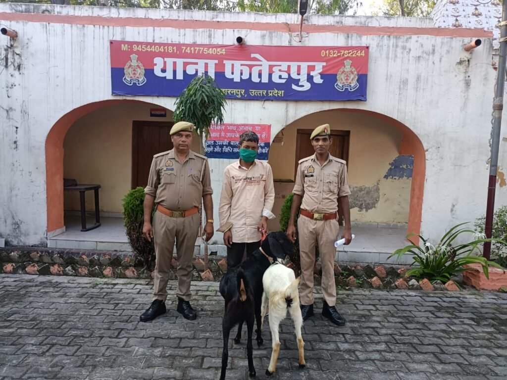 2 चोरी की बकरियों के साथ पुलिस के हत्थे चढ़ा यह आरोपी 1 2 चोरी की बकरियों के साथ पुलिस के हत्थे चढ़ा यह आरोपी - SAHARANPUR, उत्तर प्रदेश