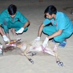 वन्य जीव जन्तुओ के लिए जानलेवा साबित हो रहे आवारा कुतो के झुंड
