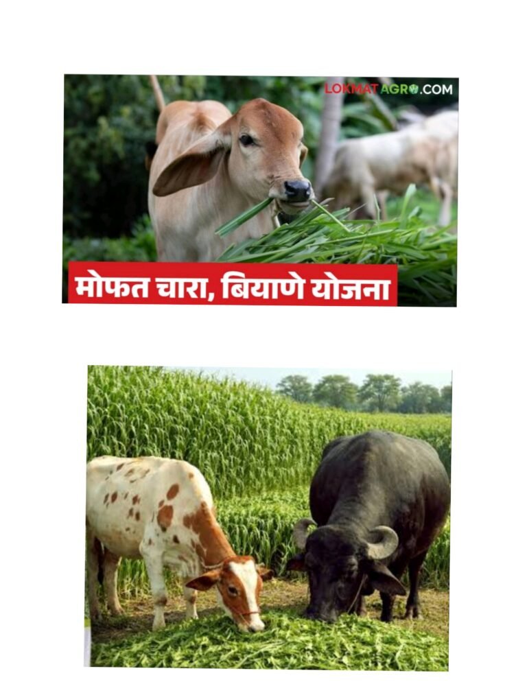 चारा टंचाई टाळण्यासाठी पशुपालकांनी चारा पिकांची लागवड करावी- डॉ. विलास अशोक गाडगे रब्बी व उन्हाळी हंगामात चारा पिकांच्या लागवडीचे आवाहन