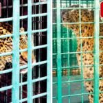 कांठ और ठाकुरद्वारा तहसीलों में दो तेंदुए पिंजरों में कैद, दोनों को डियर पार्क ले गई वन विभाग की टीम